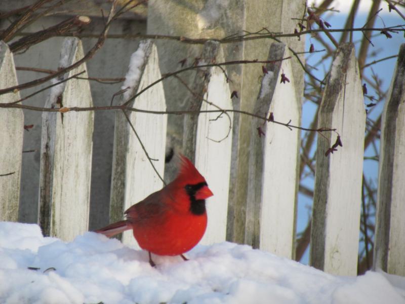 Northern Cardinal, Maine, birds, Boothbay Register, Jeff Wells